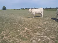 Krowa, Charolais cattle — zdjęcie 2
