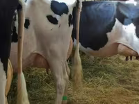 Krowa, Swiss cattle — zdjęcie 2
