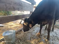 Cow, Alatau breed — photo 2