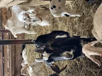 Koza, Nubian Goat — zdjęcie 5