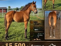 Hengst, Rocky Mountain Horse — Foto 1