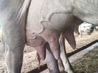 Cow, Swiss cattle — photo 1