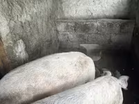 خنزيرة, Крупная белая — الصورة 2