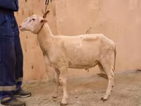 Ram, East Friesian Dairy sheep — photo 2