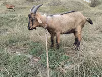 बकरा, बकरियाँ — फ़ोटो 2