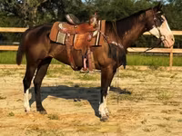 Kobyła, American paint horse — zdjęcie 4