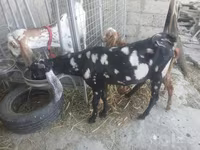 Billy Goat, Beetal goats — photo 8