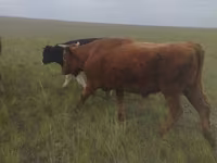Byk, Russian Black pied cattle — zdjęcie 2
