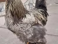 Brahma — photo 7