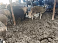 भेड़, भेड़ — फ़ोटो 1