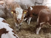 Bull, Simmental cattle — photo 5
