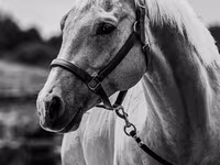 Koń, Quarter Horse — zdjęcie 6