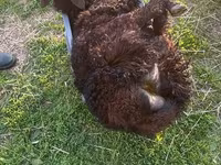 Widder, Katum sheep — Foto 4