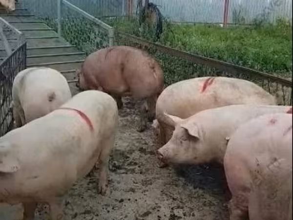 Sow, Крупная белая