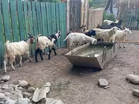 Kozioł, Pomellata goat — zdjęcie 7