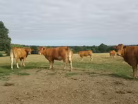 Vaca, Vaca Limousin — foto 1