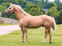 Koń, Quarter Horse — zdjęcie 1