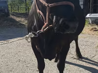 Cow, Holstein breed — photo 2