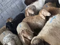 Owca, Tian-Shan semifinewool sheep — zdjęcie 2