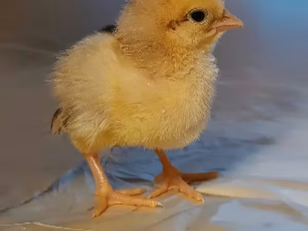 Adler Silver