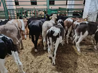 Bull, Cattle — photo 8