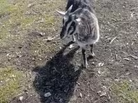 Koza, Alpine goat — zdjęcie 6