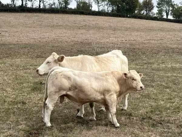 公牛, Charolais cattle