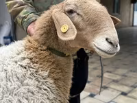 Sheep, Awassi sheep — photo 2