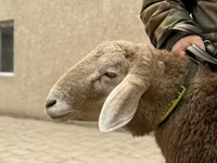 Ram, Sheep — photo 3