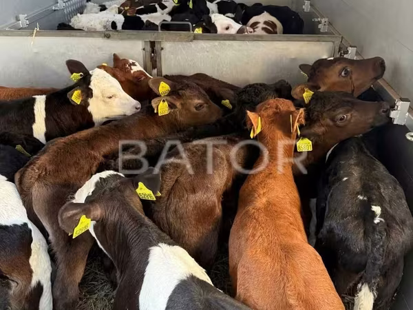 सांड, Simmental cattle