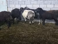 Sheep, Sheep — photo 2