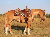 Koń, Gypsy horse — zdjęcie 4
