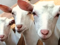 母羊, Sheep — 照片 4