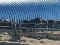 Caballo, Horse breed — foto 2
