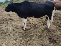Vaca, Raza Holstein — foto 5