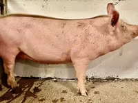 Säue, Schweine — Foto 1
