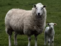 Baran, Edilbay sheep — zdjęcie 5