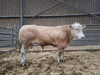 Byk, Blonde d’Aquitane cattle — zdjęcie 2