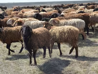 Baran, Owce — zdjęcie 1