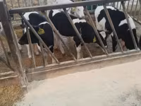 Bulle, Holstein-Rasse — Foto 5