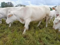 Krowa, Charolais cattle — zdjęcie 7