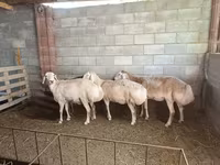 Schaf, Afghan Arabi sheep — Foto 2