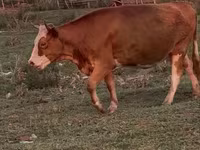 Krowa, Latvian Blue cattle — zdjęcie 5
