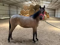 Kobyła, Rocky Mountain Horse — zdjęcie 8
