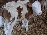 Byk, Simmental cattle — zdjęcie 4