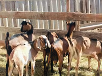 Kozioł, Nubian Goat — zdjęcie 5