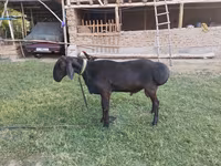 मेढ़ा, Red Karaman sheep — फ़ोटो 3