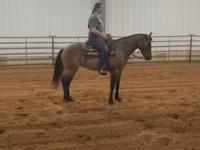Kobyła, Quarter Horse — zdjęcie 4