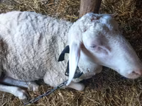 मेढ़ा, Awassi sheep — फ़ोटो 3