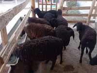 Owca, Tajik sheep — zdjęcie 2